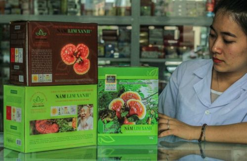 Các loại nấm lim xanh rừng của Công ty Nông Lâm Sản Tiên Phước phân phối.