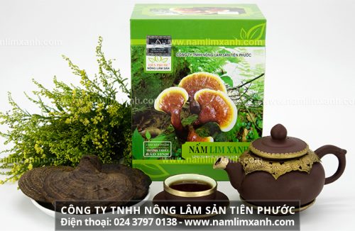 Cách dùng nấm lim xanh chữa ung thư hiệu quả