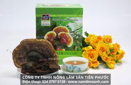 Cách sử dụng đúng công dụng nấm lim xanh tự nhiên