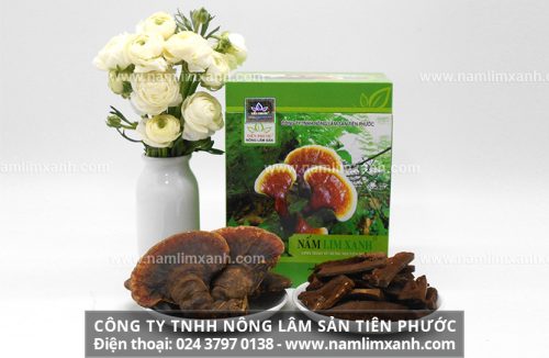 Cách sử dụng đúng công dụng nấm lim xanh tự nhiên