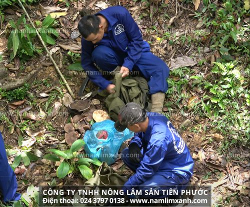 Nấm lim xanh Tiên Phước Quảng Nam được Sở y tế tỉnh Quảng Nam công nhận có công dụng chữa bệnh cao