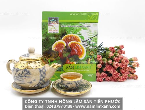 Nấm lim xanh Việt Nam và nguồn gốc của nó