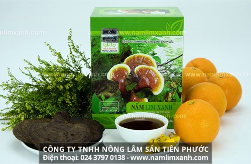 Nấm lim xanh cổ truyền Thanh Thiết Bảo Sinh uy tín tuyệt đối