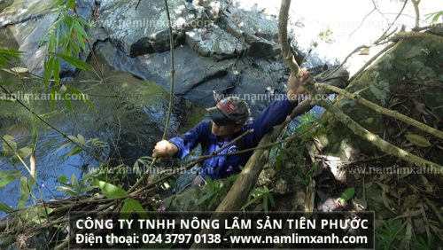 Bài thuốc nấm lim xanh phục hồi sức khỏe và hành trình tìm nấm của đội thợ rừng Tiên Phước