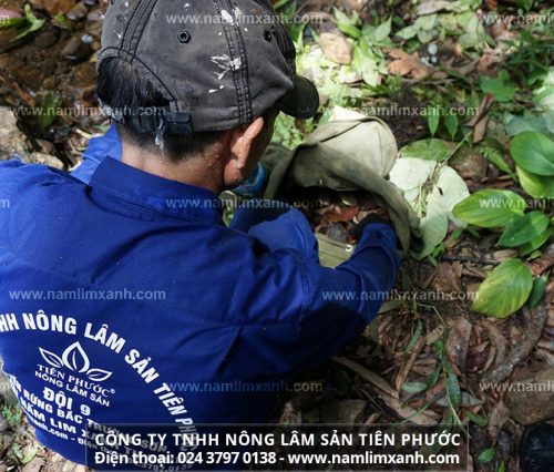 Công dụng của nấm lim tự nhiên Lào và cách sử dụng nấm lim xanh tự nhiên Lào