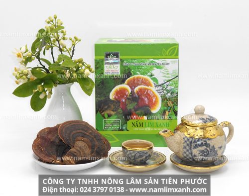 Công dụng dược chất quý trong nấm lim xanh tự nhiên và tác dụng chữa bệnh của cây nấm lim