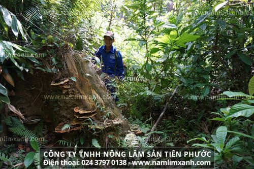Địa chỉ mua nấm lim xanh công ty Tiên Phước chính gốc trực tiếp tìm hái nấm trong rừng nguyên sinh