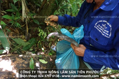 Hình ảnh về hành trình tìm hái nấm lim xanh tự nhiên Quảng Nam