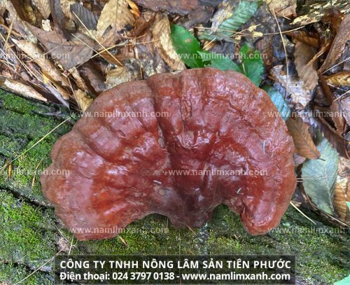 Nấm lim Lào từ rừng tự nhiên chữa ung thư với nguồn gốc và giá bán