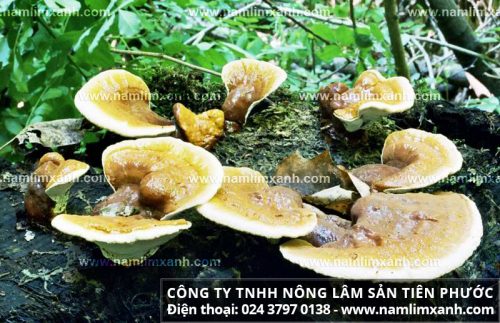 Nấm lim xanh tự nhiên Quảng Nam