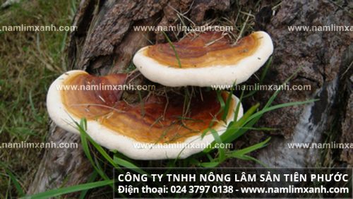 Tác dụng của nấm lim xanh rừng Quảng Nam phát huy tốt nhất khi bạn sử dụng sản phẩm qua chế biến