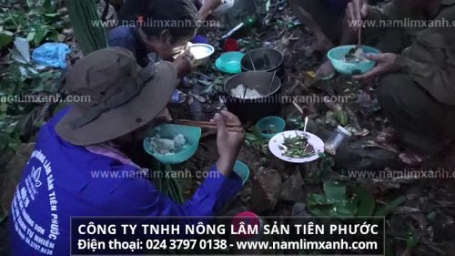 Lựa chọn nấm lim xanh rừng thu hái bởi đội thợ rừng Công ty Tiên Phước