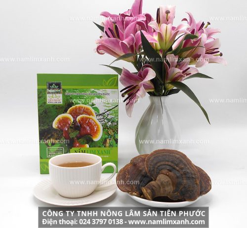 Nấm lim xanh tự nhiên Quảng Nam - Cách sử dụng chữa bệnh nan y