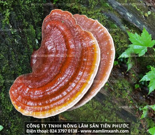 Thành phần Lingzhi – 8 protein trong nấm lim Quảng Nam và tác dụng của nấm gỗ lim