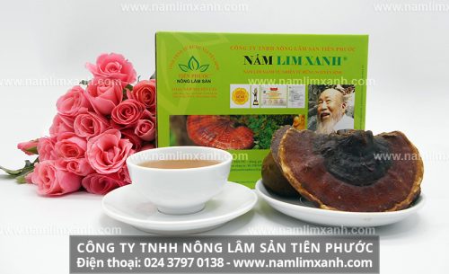 Người dân Tiên Phước Quảng Nam có kinh nghiệm phân biệt nấm lim hiệu quả
