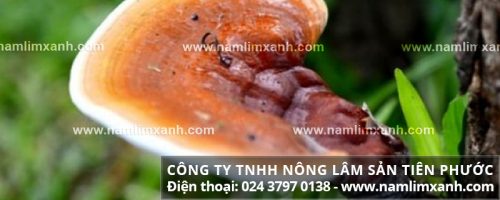 Hình ảnh về bán nấm lim xanh tại Hà Nội