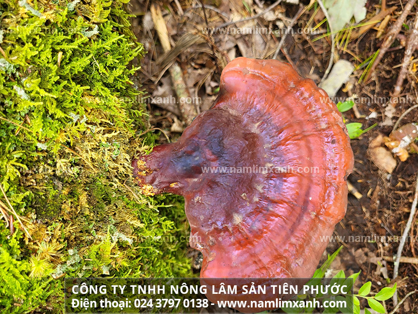 Nấm lim xanh có tác dụng gì với sức khỏe chúng ta.