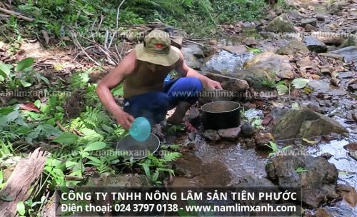 Công ty TNHH Nông lâm sản Tiên Phước là cơ sở uy tín, chuyên cung cấp các loại nấm lim xanh rừng tự nhiên tốt nhất.