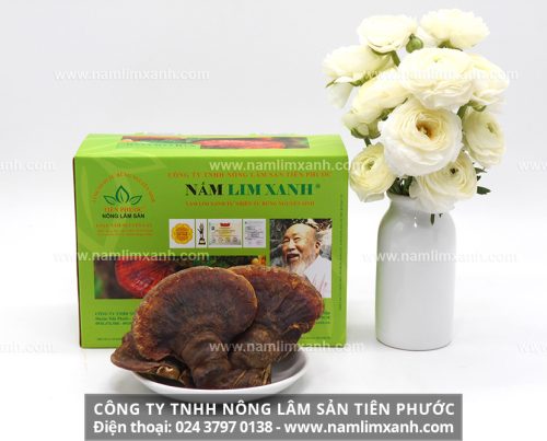 Địa chỉ bán nấm lim xanh tại Thái Bình đang cung cấp các dòng sản phẩm của Công ty Tiên Phước