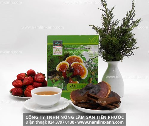 Địa chỉ mua nấm lim xanh chính hãng tại Bình Định của Công ty TNHH Nông lâm sản Tiên Phước và bảng giá cây nấm lim niêm yết toàn quốc