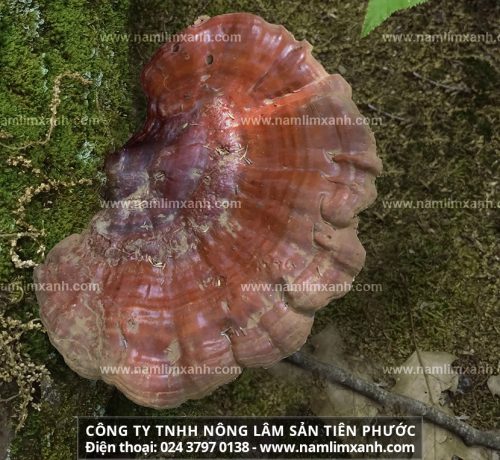Giá mua bán nấm lim xanh tự nhiên Tiên Phước bao nhiêu 1kg tại Tây Ninh
