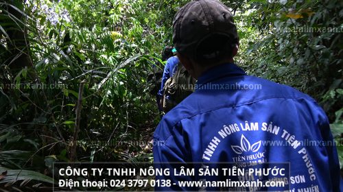 Nấm lim xanh Tiên Phước của Công ty TNHH Nông lâm sản Tiên Phước thu hái tại rừng nguyên sinh