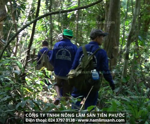 Sản phẩm nấm lim xanh của Công ty TNHH Nông lâm sản Tiên Phước được thu hái từ rừng nguyên sinh
