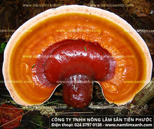 Hình ảnh nấm lim xanh rừng tự nhiên ở Quảng Nam
