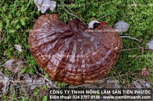 Nấm lim xanh giá bao nhiêu 1kg ở TPHCM và địa chỉ mua nấm lim tại Sài Gòn
