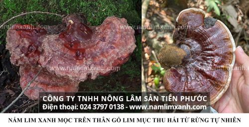 Cách phân biệt nấm lim xanh tự nhiên thật giả của người dân Quảng Nam