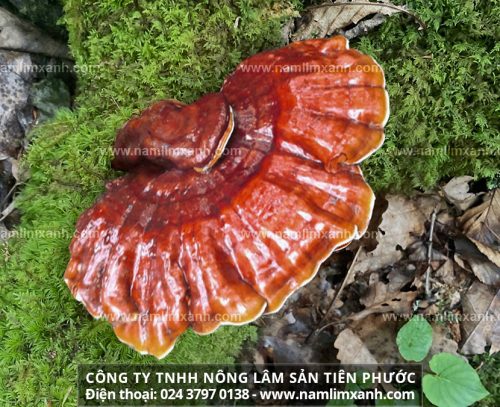 Cách sử dụng nấm lim rừng tự nhiên Quảng Nam để chữa bệnh và tăng cường sức khỏe với cách dùng nấm lim xanh phổ biến