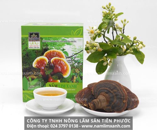 Giá nấm lim xanh rừng loại Thanh-Thiết-Bảo-Sinh của công ty TNHH nông lâm sản Tiên Phước