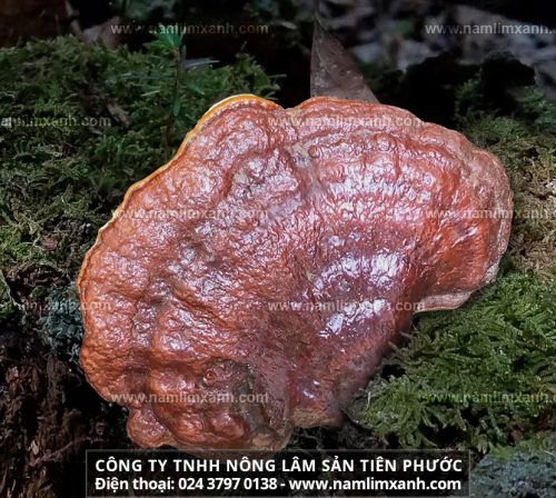 Giá nấm lim xanh tự nhiên Quảng Nam và nhận biết nấm lim rừng thật