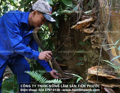 Khoa học nói gì về công dụng nấm lim xanh ở Quảng Nam chữa bệnh 