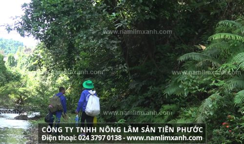 Nơi mua nấm lim xanh rừng tự nhiên tại Hà Nội, TPHCM, Đà nẵng