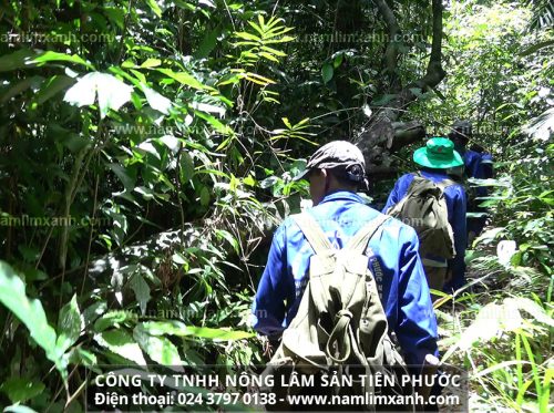 Quá trình tìm kiếm và thu hái nấm lim xanh Quảng Nam tự nhiên
