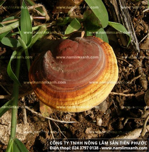 Hình ảnh về nấm lim rừng tự nhiên