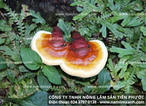  Nấm lim xanh rừng Quảng Nam