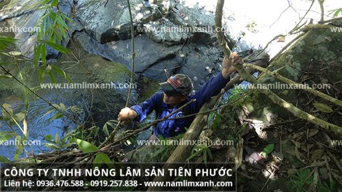 Giá nấm lim xanh giá bao nhiêu tiền 1kg giá trị cao từ Tiên Phước, Quảng Nam, rừng Trường Sơn