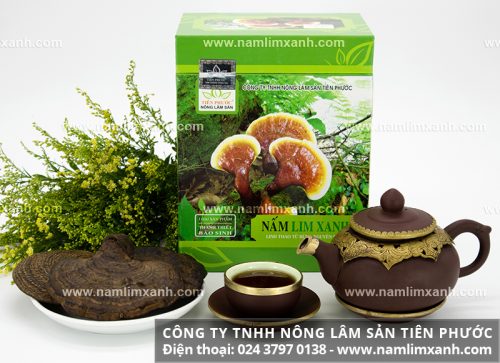 Giá nấm lim xanh giá bao nhiêu tiền 1 kg bảo đảm uy tín từ rừng công ty Tiên Phước Quảng Nam