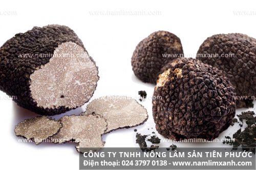 Nấm cục truffle bao nhiêu tiền và mua nấm ở đâu đúng chuẩn