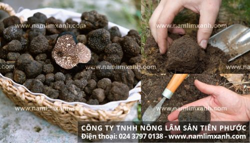Nấm cục truffle là gì với đặc điểm tác dụng và cách dùng nấm cục truffle