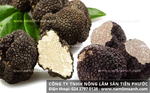 Công dụng của nấm cục truffle với sức khỏe và tác dụng làm đẹp của nấm
