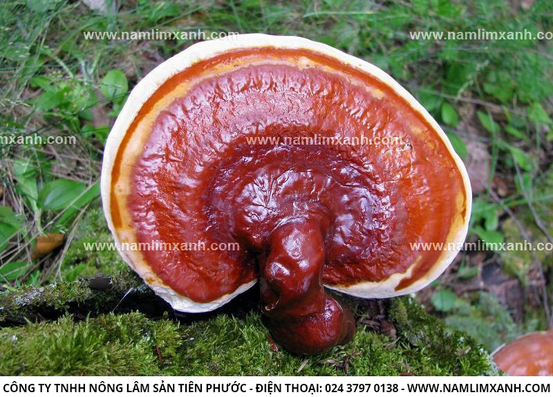 cách dùng nấm lim xanh sử dụng nấm lim xanh