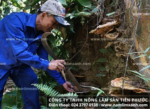 Thợ rừng Công ty Nông lâm sản Tiên Phước hái nấm lim xanh rừng tự nhiên