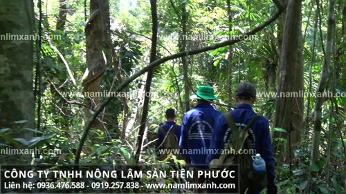 Một đội thợ của Công ty Nông lâm sản Tiên Phước đang tìm hái nấm lim xanh rừng