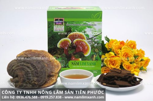 Địa chỉ mua nấm lim xanh ở Hà Nội của công ty TNHH Nông lâm sản Tiên Phước