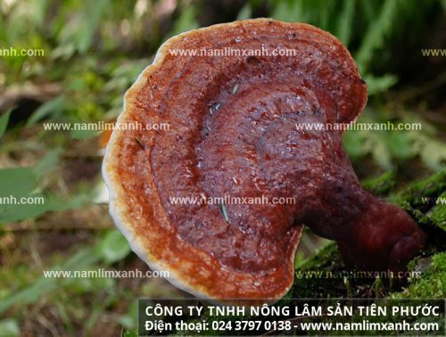 Nấm lim xanh Quảng Nam bao nhiêu tiền 1kg đúng giá nấm cây lim xanh Quảng Nam rừng tự nhiên.