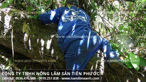 Thợ rừng công ty Tiên Phước tìm nấm lim xanh có công dụng tốt với sức khỏe trong rừng tự nhiên.