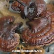 Nấm phòng chữa viêm gan, xơ gan về lâu dài